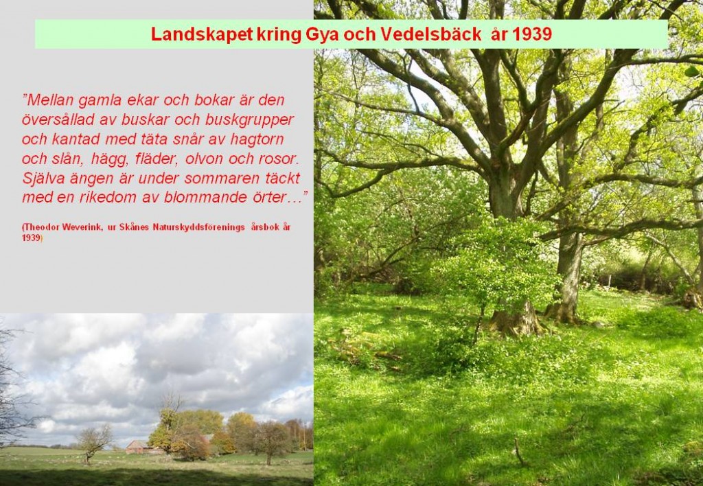 Naturskyddsföreningens årsbok 1939 om Gyaskogen