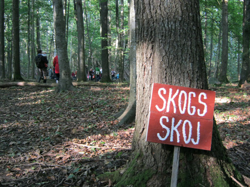 Skogsskoj